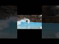 Surfing Disney’s Typhoon Lagoon #surfing #disney #wavepool