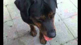rottweiler/lab mix playing with big strong cat