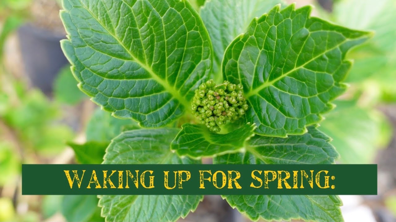 Waking Up for Spring! - YouTube