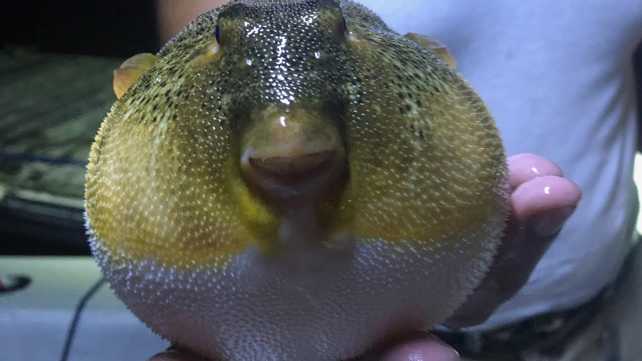 pufferfish YouTube pufferfish-youtube