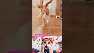 🐱🐱 Two Cats on a Mission 😂 #shorts #cat #catmemes