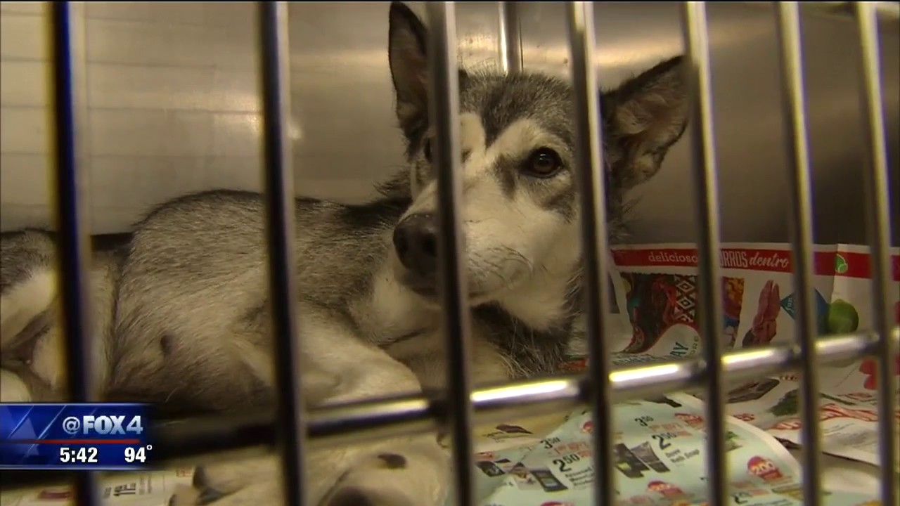 Fort Worth animal shelter over capacity, again