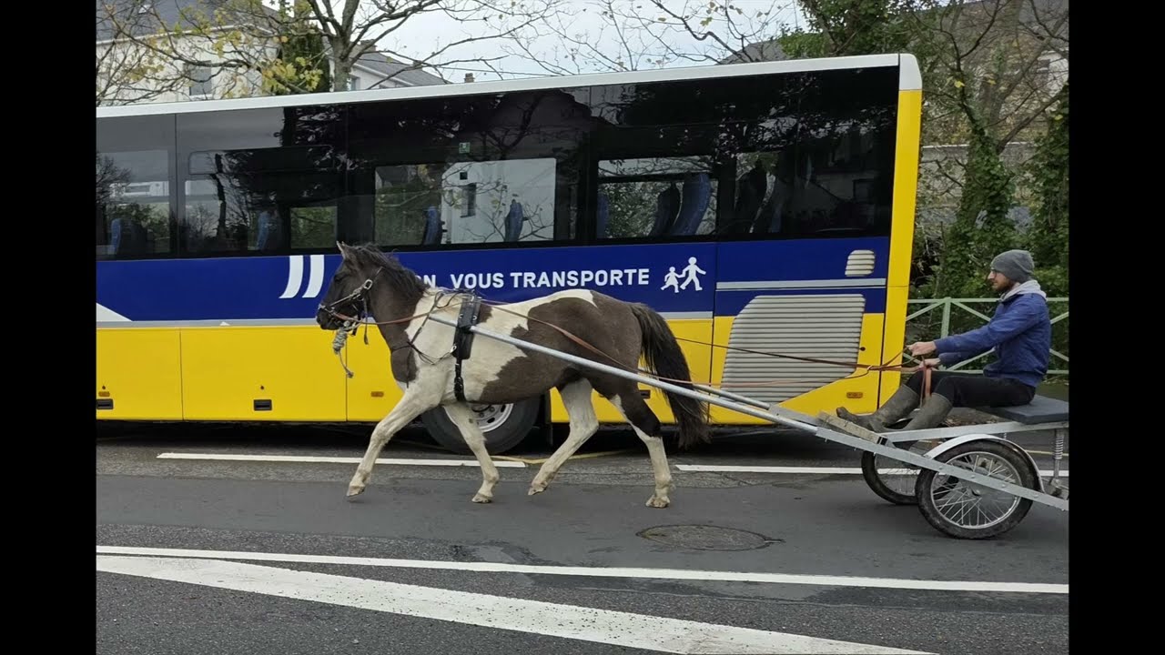Travail d'attelage avec Oala, cheval paint horse en balade citadine