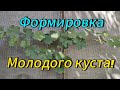 Как формировать молодой куст винограда! Простейшая наука)) #виноградник #виноград #grape #формировка
