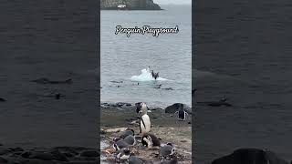 Penguins like to play too! #antarctica #travel #penguin #birdwatching ￼