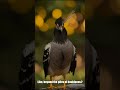 Griffin's Hoard EXPOSED: Nature's Shiny Magpies!