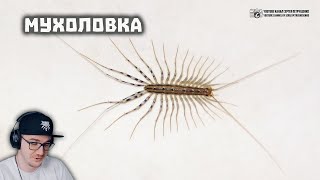 видео: Домашняя сороконожка. Опасна ли она? Мухоловка или скутигера, в домах и квартирах | Реакция на заказ картинка: Домашняя сороконожка. Опасна ли она? Мухоловка или скутигера, в домах и квартирах | Реакция на заказ