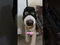 Puppies Also Need To Be Taught By Their Mother #knowledge#dog #dogshorts #animalfacts #funny