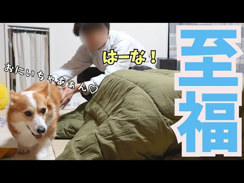 A happy Corgi dog relaxing in a kotatsu with his beloved older