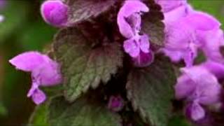 Nettle Wine