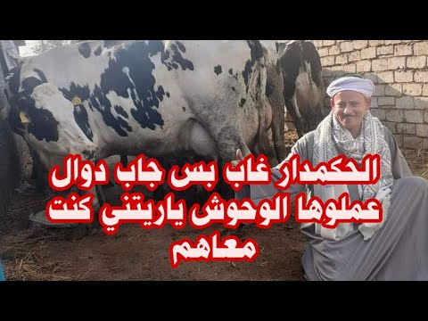 الحكمدار غاب وجاب دوال عملوها الوحوش ياريتني كنت معاهم العنوان قطور غربيه 01062921038