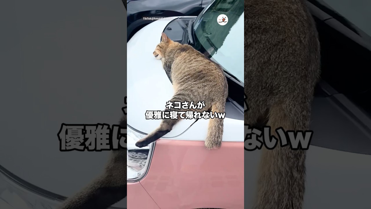 The cat is sleeping so elegantly I can't go home😂｜PECO - YouTube