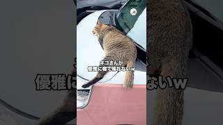猫さん The cat is sleeping so elegantly I can't go home😂｜PECO - YouTube