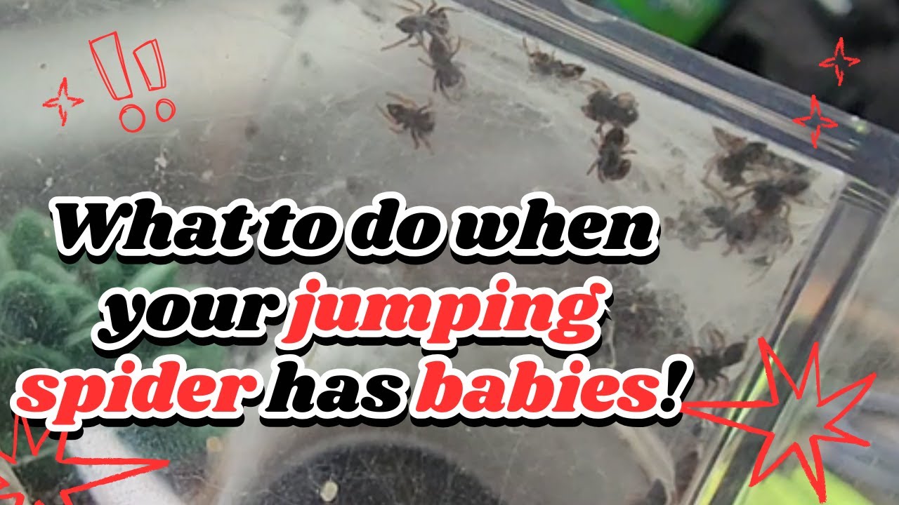 My Jumping Spider Had Babies! Now What?! | 5 Helpful Steps