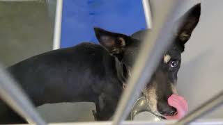 acs A663515