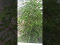 Raining In Singapore 2016 May