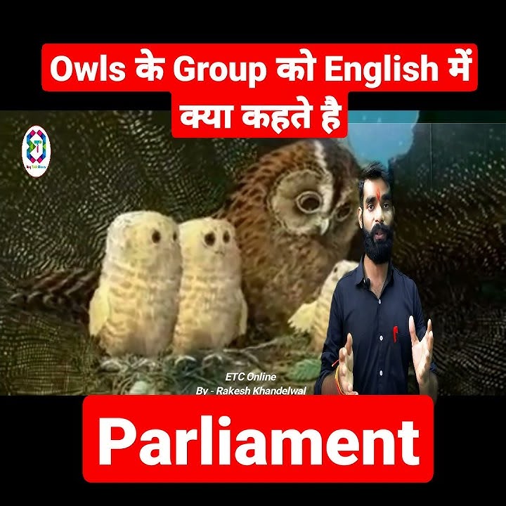 Group of Owls | Parliament | What is Group of Owls called | Parliament