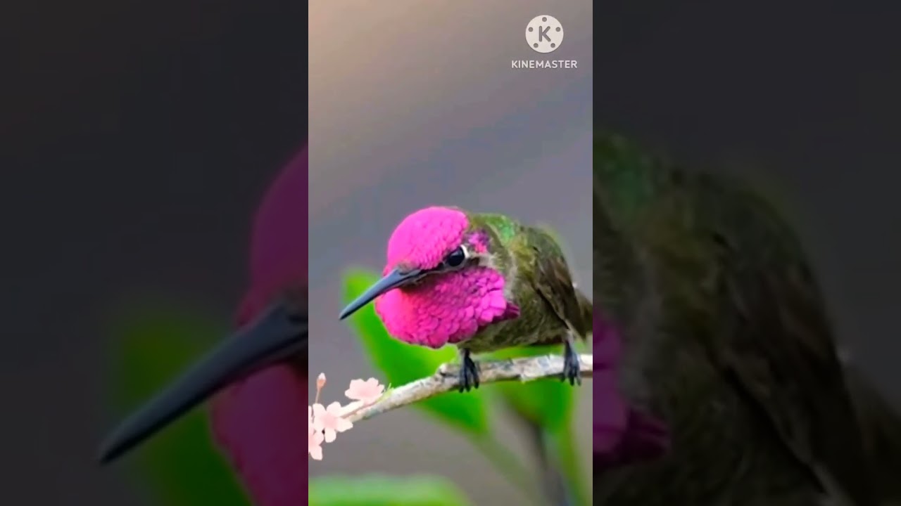 Birds||Lovely bird||Spring||لال چڑیا 