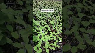 Opening Day at Farr’s Greenhouse by Candy Foote 31 views 1 month ago 2 minutes, 26 seconds