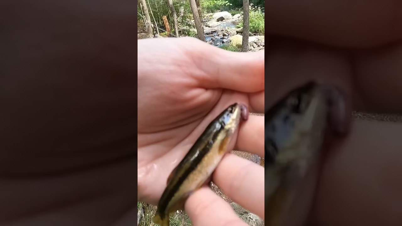 Blacknose Dace Catch