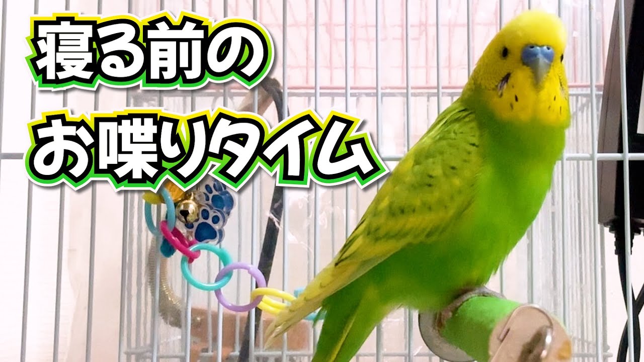 つくねの就寝拒否作戦 - YouTube