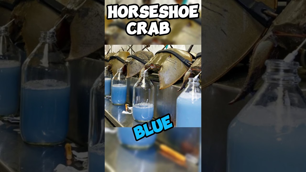 Animals with unique blood colors 😨