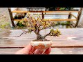 【KED6】取り木で取ったカエデを本鉢に入れてみる #盆栽 #bonsai