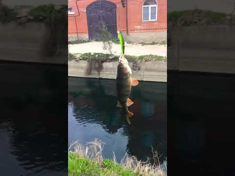 Video: Eastern Painted Turtle