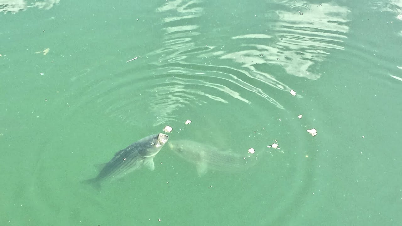 Striped Bass feeding frenzy at Boston Long Wharf YouTube