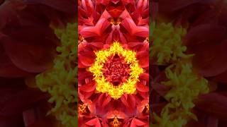 Nature’s Hidden Geometry 🌸✨ | Mesmerizing Red Dahlia Kaleidoscope #Shorts