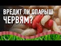 Съедает ли опарыш червей? Вредит ли опарыш червям? Разведение опарышей и червей.