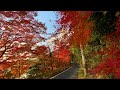 2020/12/08 肱川右岸沿いに出来た紅葉のトンネル ~愛媛県大洲市~