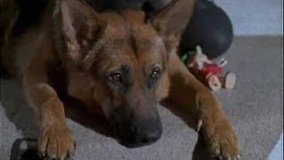 Kommissar Rex S02E03 Ein mörderischer Sommer