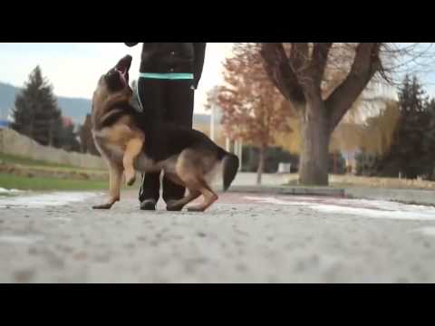 Dressage De chien Berger Allemand 2014 - YouTube Dressage De chien Berger Allemand 2014 - YouTube