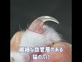 猫の爪切り怖い方はご注目！