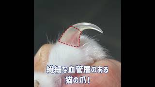 猫の爪切り怖い方はご注目！