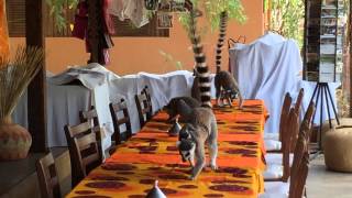 Lemur meows on the breakfast table