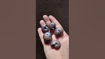 Goniatetes Hematetes from the Devonian period found in the region of Fezzou, Morocco