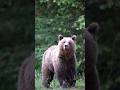 amazing facts about bears | भालुओं के बारे में कुछ अद्भुत तथ्य | दुनिया का सबसे बड़ा मांसाहारी जानवर