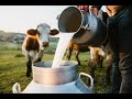 Raw milk: to drink or not to drink?
