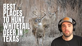 Best Places to Hunt Whitetail Deer in Texas