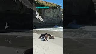 Taken out by a sea lion 😱