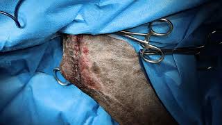 Marginal excision of soft tissue sarcoma with electrochemotherapy in a dog