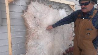 #Elk hide thinning & tanning (part 5)