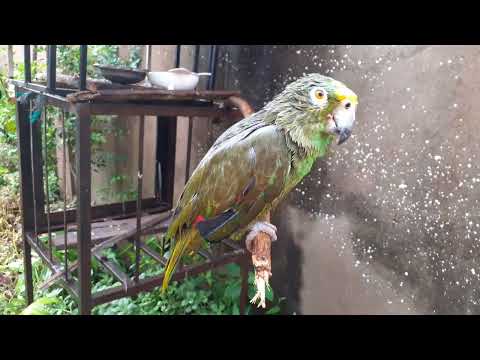 Loros les gusta hablar bajo la lluvia