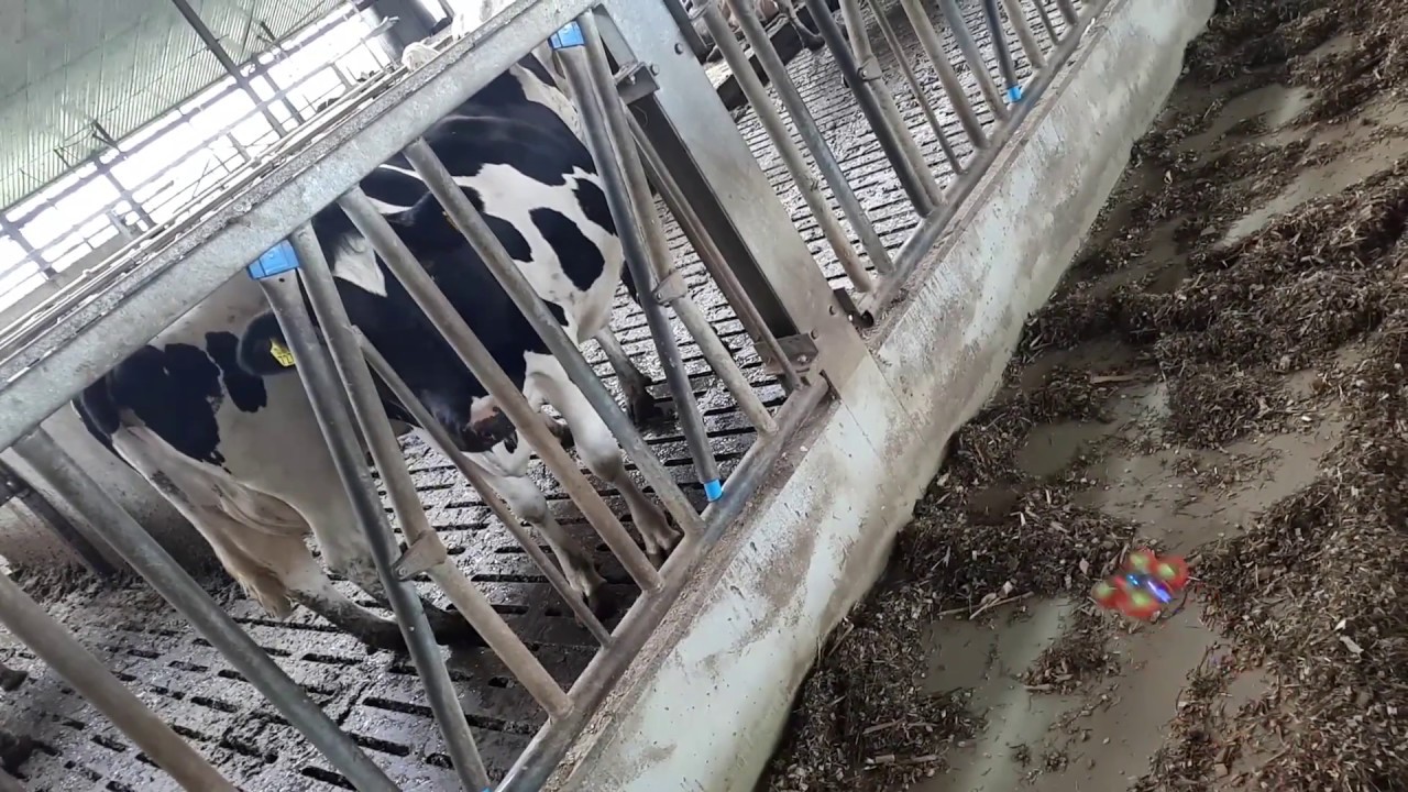 [brushed 716] Tinywhoop @ Cow Farm