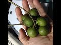 Weird Fruit - Limoncillo - Dominican Republic