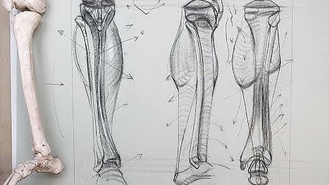 ANATOMY FOR ARTISTS: Bones of the Lower Leg-Tibia and Fibula