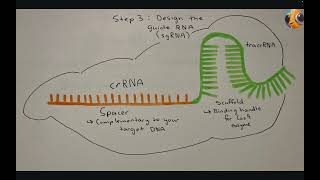 CRISPR Cas9 (How genome editing creates transgenic organisms)