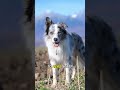 Border Collie – The Smartest Dog Ever 🐶!